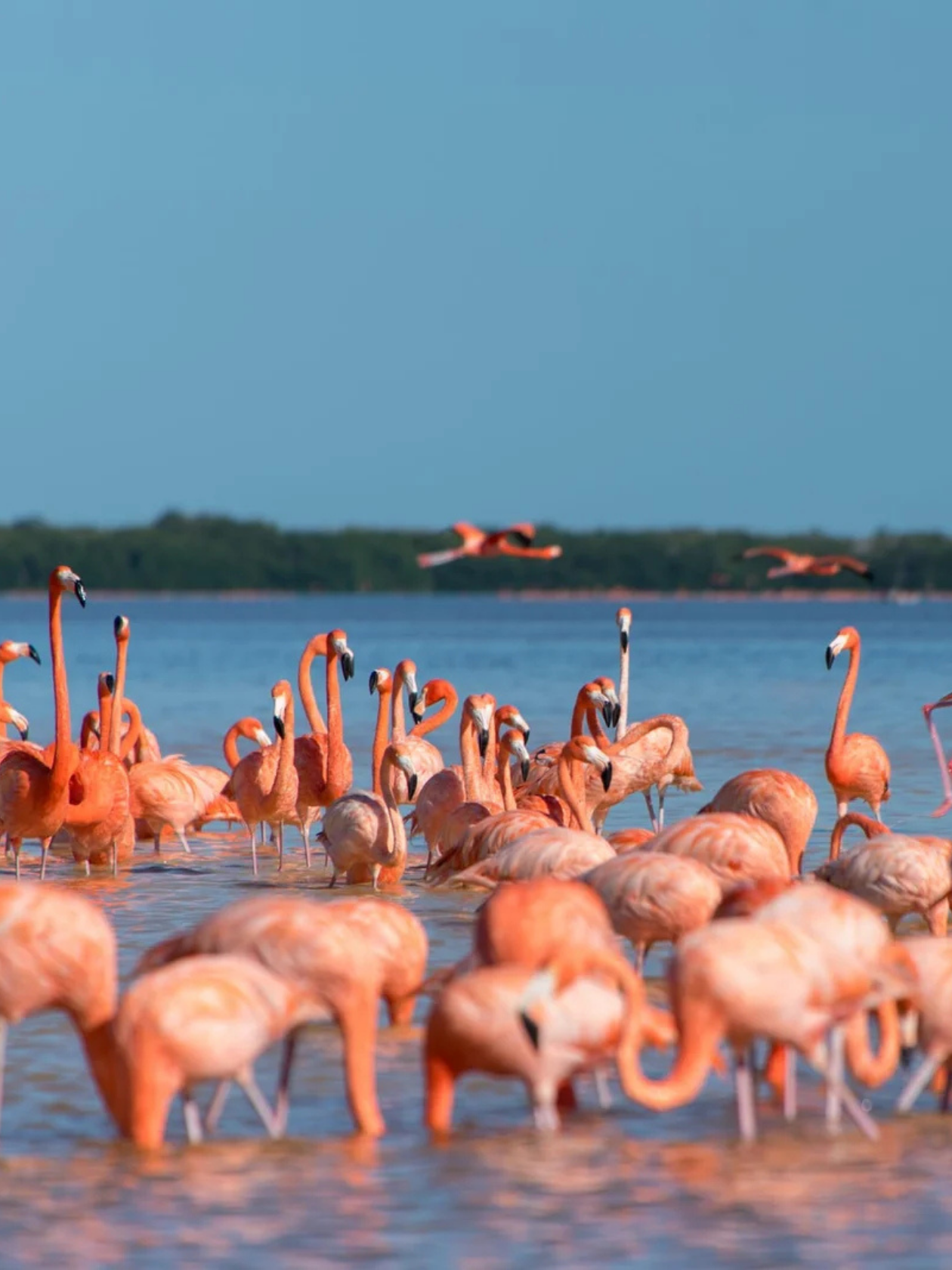 Vista de flamencos en playa de Merida, destacando la ubicación local de una agencia SEO en Merida especializada. Agencia SEO en Merida-Keycode